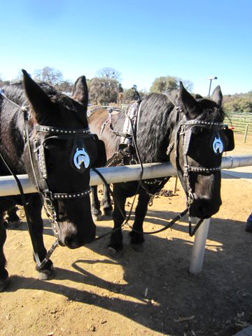 Two Black Percherons